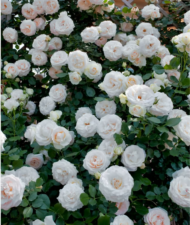 🌺 Climbing Rose Seeds 🔥500 Seeds