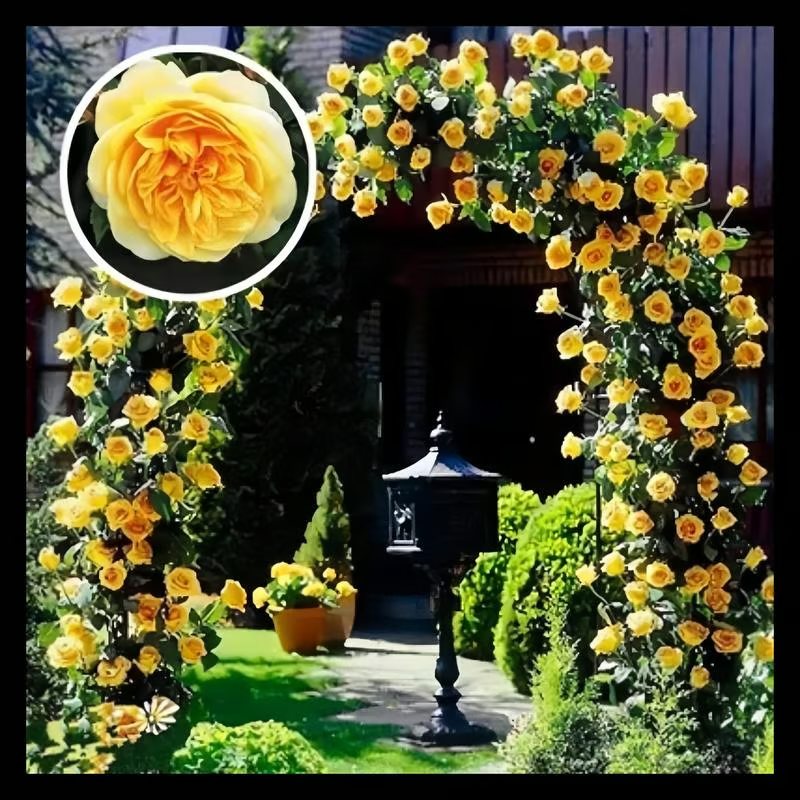🌺 Climbing Rose Seeds 🔥500 Seeds