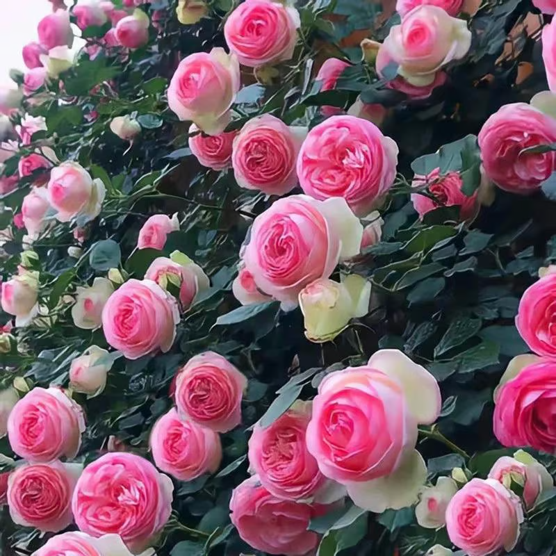 🌺 Climbing Rose Seeds 🔥500 Seeds