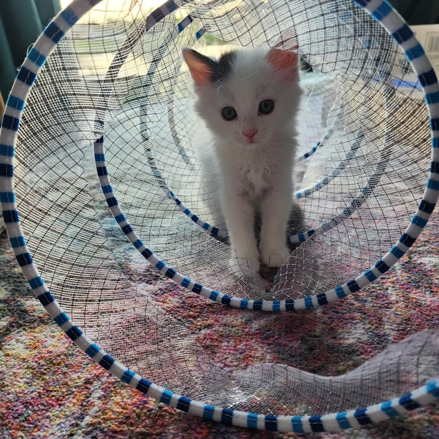 🔥Hot Sale 50% OFF🔥CAT TUNNEL