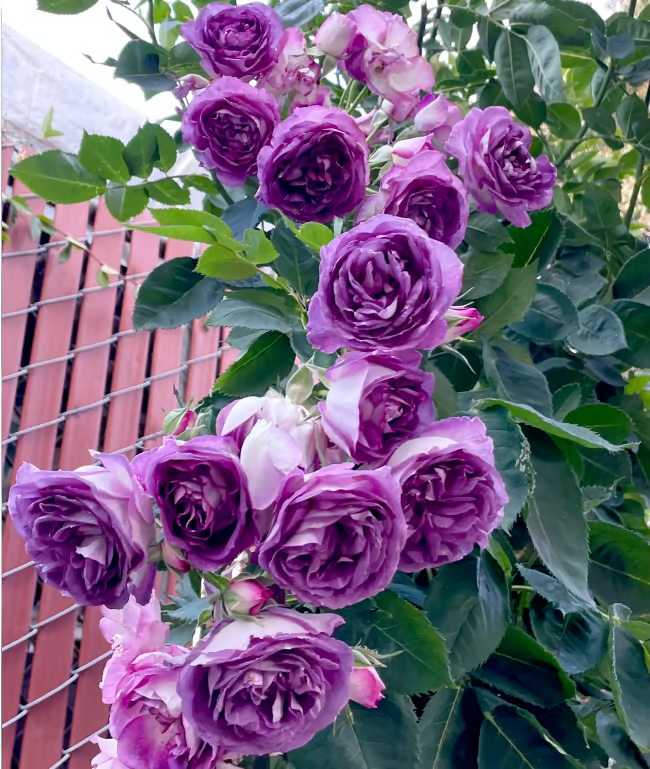🌺 Climbing Rose Seeds 🔥500 Seeds
