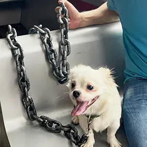 Funny Big Dog Chain 🐾