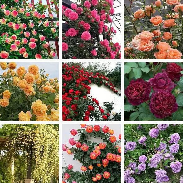 🌺 Climbing Rose Seeds 🔥500 Seeds