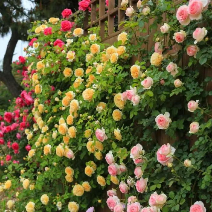 🌺 Climbing Rose Seeds 🔥500 Seeds