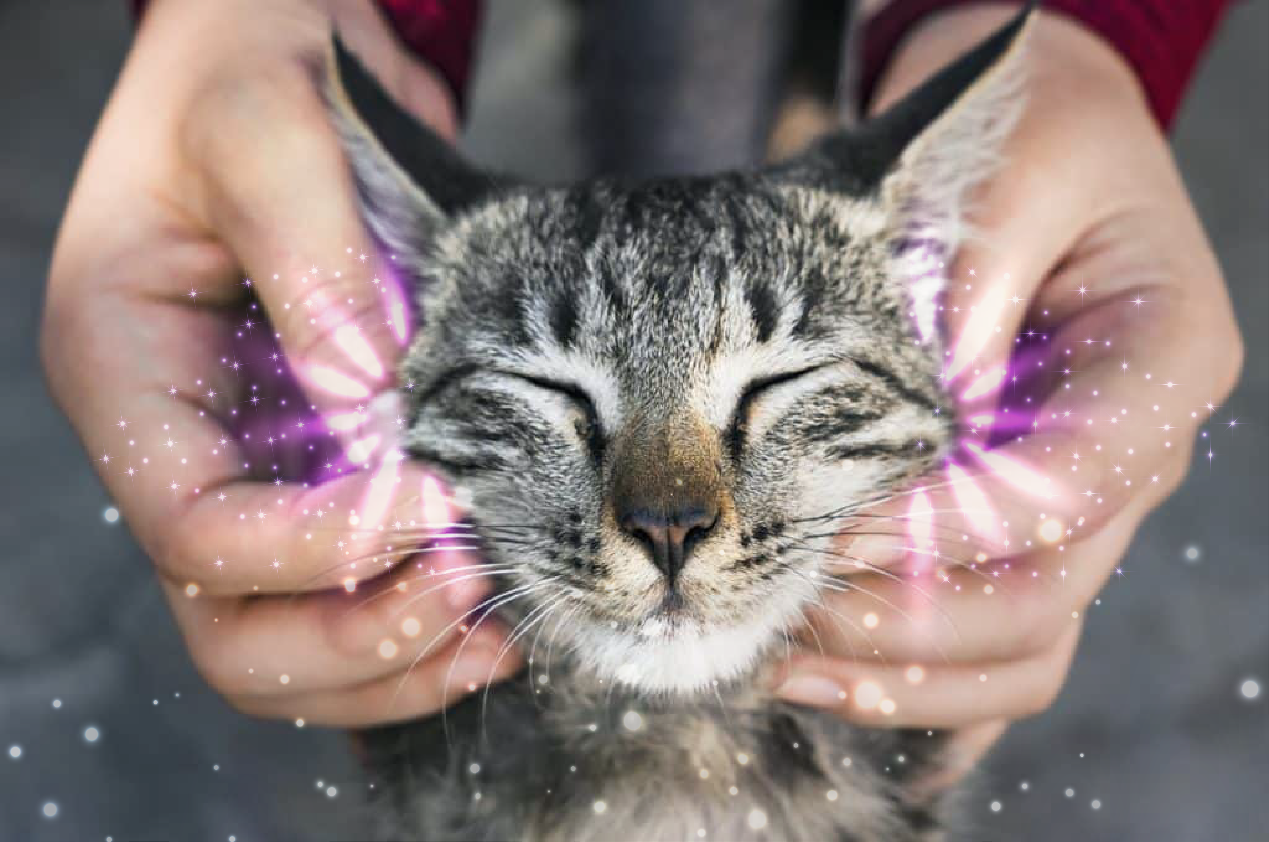 therapetmdTheraPet™: Transforming Feline Stress into Peace and Joy